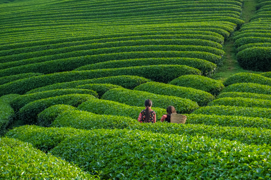 新中式茶：Z时代年轻人的新宠