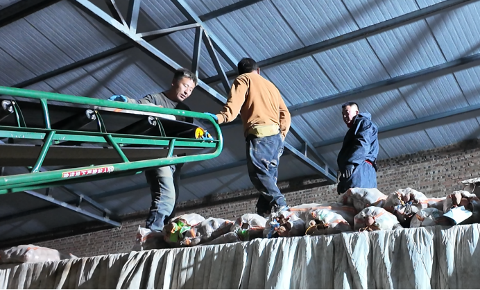 南北通吃的 “洋芋”：运满满搭桥，河北土豆跨四省端上川渝火锅