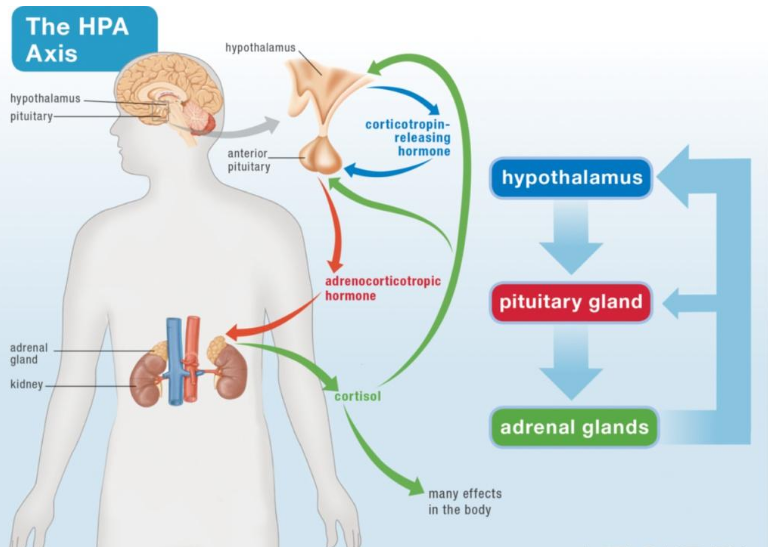 情绪困境与精准解码——金至检测提供功能性食品“检测+认证”一站式服务