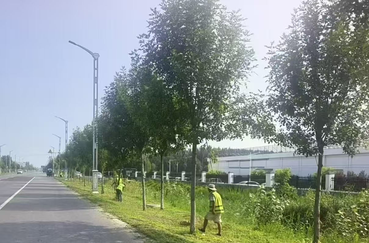 乐陵公路分中心：汛期绿化管护“精准发力” 筑牢公路安全屏障