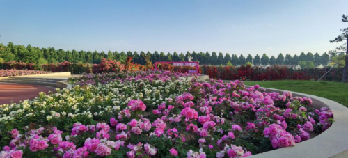 到纳波湾拍获奖大亚新体育片！“市花月季”摄影作品征集活动启动(图3)