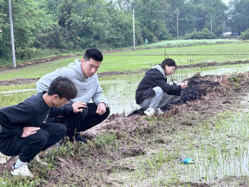 退伍学生争当水稻卫士 星禾数耘助力乡村振兴