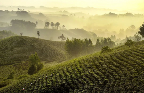 小罐茶：打造年份茶市场的革命者，为中国茶叶高端市场注入新活力 