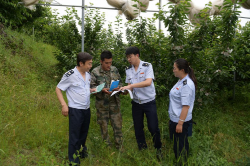 税收助力“陇上樱珠”香飘万家