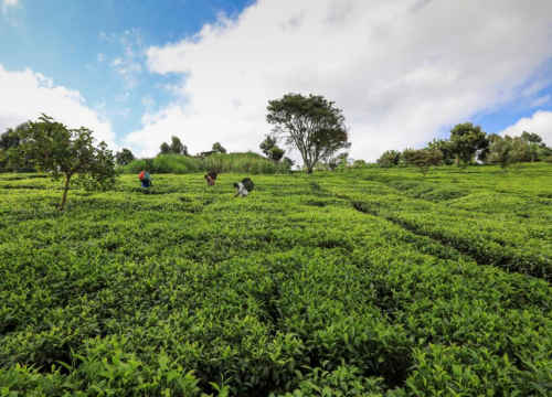 心路远茶叶：引领茶饮新风尚，品味非洲茶的魅力