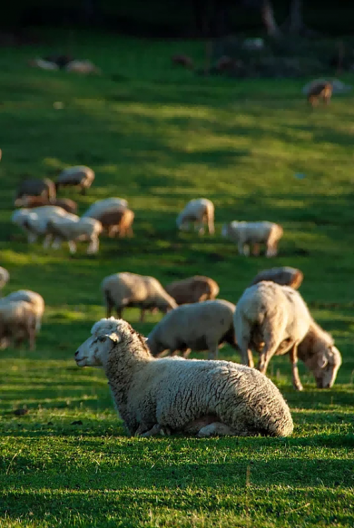 羊粪养花，生物有机肥效果是真好——蒙羊润土