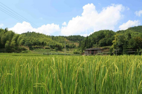 陳農富硒大米瀏陽市昇平村的新農村傳奇