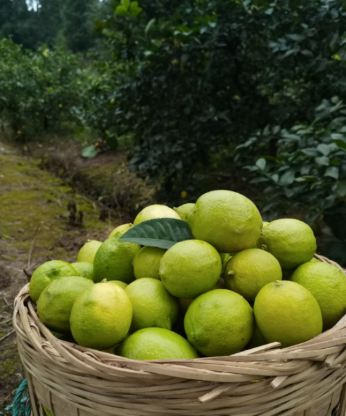 柠点柠壹柠檬果园：原产地直发，呈现柠檬的鲜活与品质