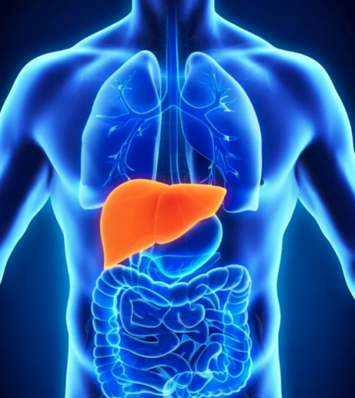 HUJ超级肝脏支持营养素，积极应对肝脏受损