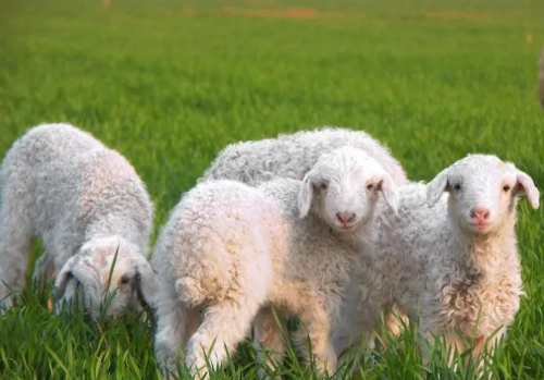 羊贵妃®—高品质4%育肥羊预混合饲料：助力羊场提质增效