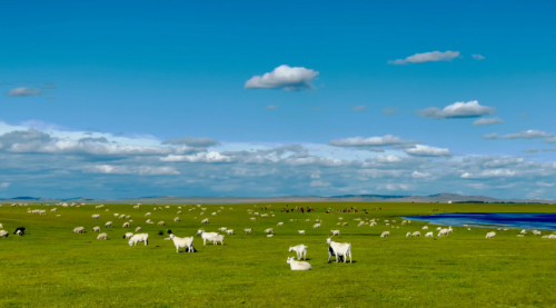 羊贵妃®—高品质4%育肥羊预混合饲料：助力羊场提质增效