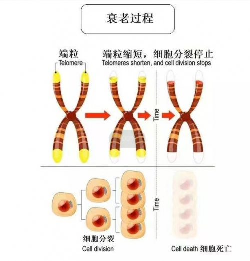 重磅！全球首个端粒编程实验室在中国医药城诞生人类自然寿命极限有望突破