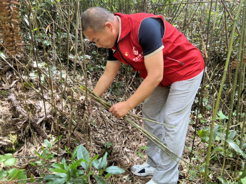 “香溢”助農(nóng)竹林忙 小筍富民路更寬