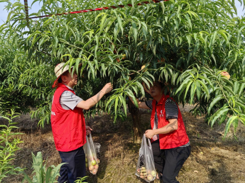 枝江煙草：擦亮“楓景線” 繪就基層治理新圖鑒