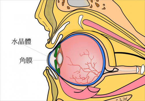 兰州爱尔眼科医院 姚慧院长 角膜太薄，可以做近视手术嘛？