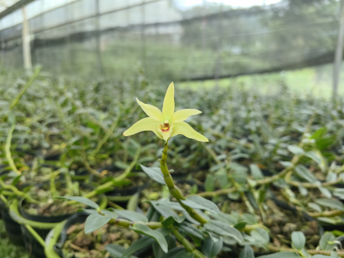 东方护肤 植物医生——拆解中国成分的独特魅力与功效发力点