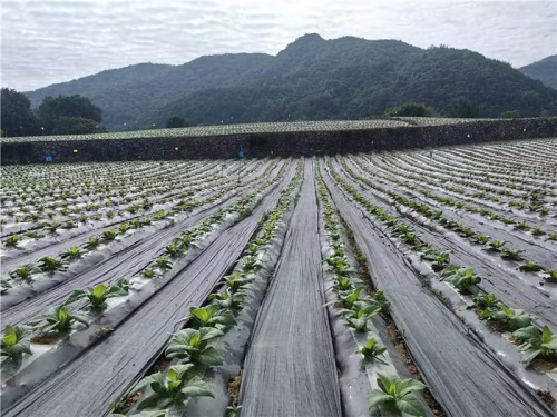 湖北興山：綠色與發(fā)展同行 生態(tài)與效益共贏