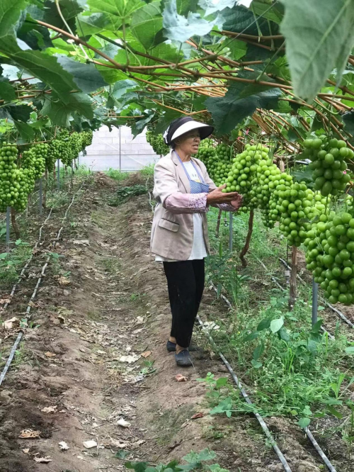 西昌市无医保“唐国秀”意外重伤面临截肢，三个助学贷款的在读大学女儿，含泪无奈求您们救救母亲！