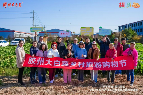 胶州大白菜喜迎丰收 助力乡村振兴新篇章