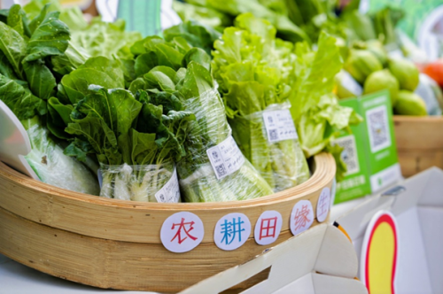 广州从化：以蔬为媒冬种节农文融合亮点多