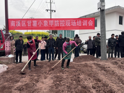 筑牢防线，守护“薯”光：仙临镇全力推进甘薯小象甲防控工作