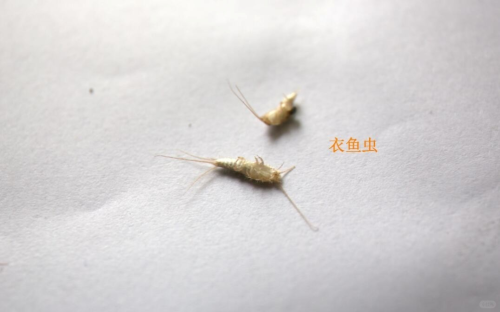 怎么消灭衣鱼虫最彻底？衣鱼虫用什么药可杀死且安全有效！