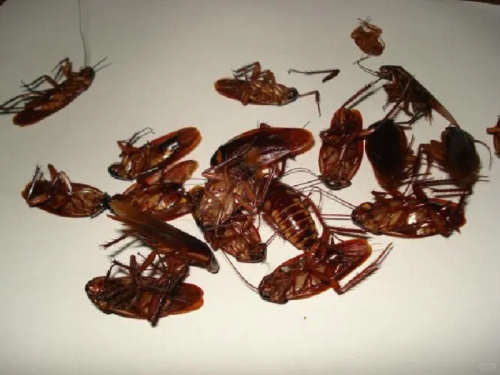长效防护指南：去除蟑螂的彻底方法？哪种蟑螂药最管用配方解析