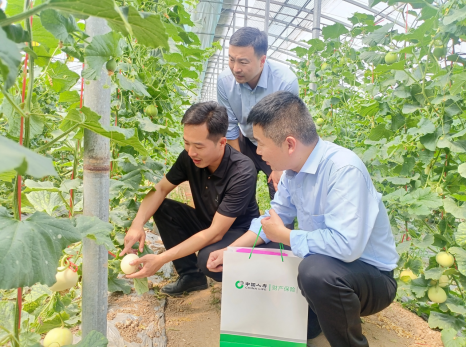中國(guó)人壽財(cái)險(xiǎn)山東省分公司工作人員實(shí)地了解今年白梨瓜生產(chǎn)銷售和品牌保護(hù)情況。