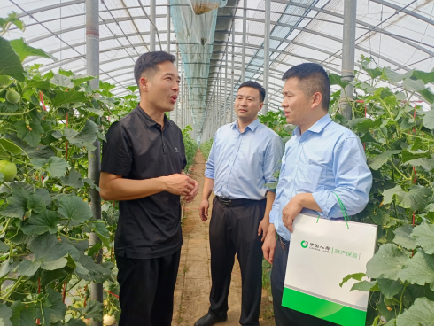 中國(guó)人壽財(cái)險(xiǎn)山東省分公司工作人員深入甜瓜生產(chǎn)基地調(diào)研風(fēng)險(xiǎn)需求保障情況。