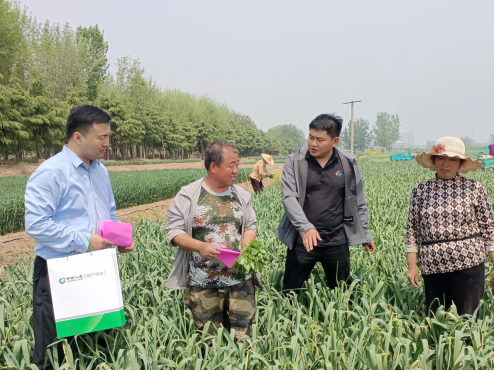 中國(guó)人壽財(cái)險(xiǎn)山東省分公司工作人員與村干部、村民溝通大蒜地套種辣椒的產(chǎn)量、收入情況,研究制定風(fēng)險(xiǎn)保障方案。