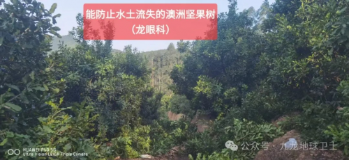 绿满八桂铸金山：澳洲坚果产业与农业现代化三大要素的融合实践