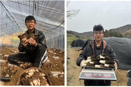 共产党员徐成：菌果共生筑梦秦巴 立体生金赋能振兴