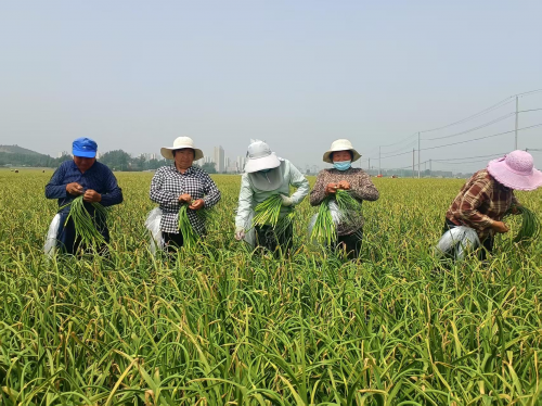 在山东省兰陵县30万亩大蒜种植基地里,外来打工者正在帮农民采抽蒜薹。(崔广勋/摄)