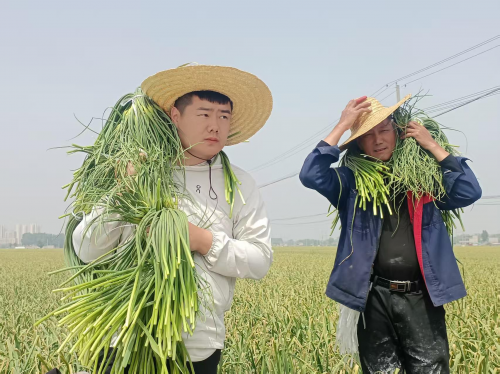正与儿子收获蒜薹的菜农赵进才说:收入保险既保产量又保价格,现在种蒜心里踏实多了。(崔广勋/摄)
