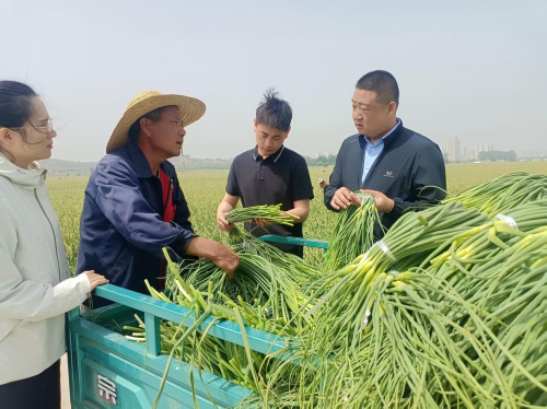中国人寿财险山东省临沂市兰陵支公司农险人员在田间地头了解今年大蒜长势和蒜薹产量。(崔广勋/摄)