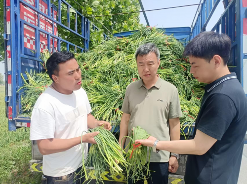 中国人寿财险山东省临沂市中心支公司工作人员到收购点调研蔬菜价格行情。(崔广勋/摄)