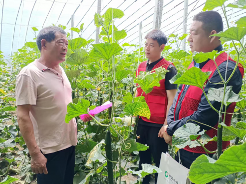 中国人寿财险山东省临沂市兰陵支公司工作人员深入大棚实地宣传黄瓜收入保险政策。(崔广勋/摄)