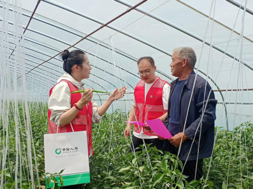 中国人寿财险山东省临沂市中心支公司农险人员实地了解大棚辣椒风险情况和保障需求。(崔广勋/摄)