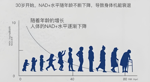 震惊！30岁后每10年衰老加速15%？三井制药NMN破解线粒体密码，让细胞逆转20岁状态