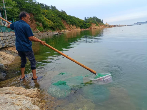 威海市环翠区海参围堰养殖现场。崔广勋/摄影