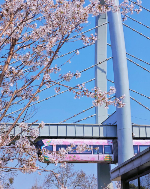 空轨邂逅樱花，共绘江城文旅高质量发展新画卷