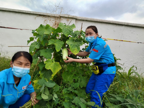 湖州：加油站“种”出“家”文化，小菜园成暖心风景线