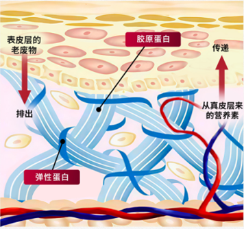 孕妇吃燕窝宝宝会变白吗？专家揭秘真相，看小仙炖如何科学滋养孕妈与胎儿