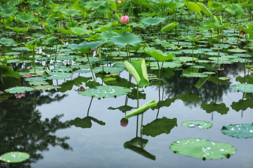 大健康市场分析-价值重构与融合养生新生态