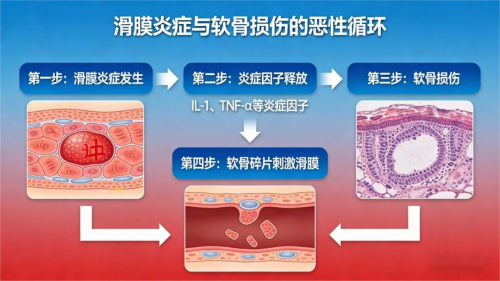 补了氨糖关节还是疼？别忽略，滑膜炎症才是吸收的“绊脚石”