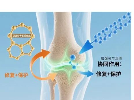 关节软骨没有血管，那营养到底怎么来的呢？