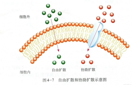 关节软骨没有血管，那营养到底怎么来的呢？