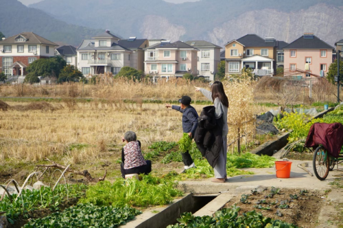 科技赋能现代农业 青春助力乡村振兴  ——杭州万向职业技术学院学子赴双浦镇绘就乡村振兴新图景