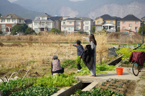 科技赋能现代农业 青春助力乡村振兴  ——杭州万向职业技术学院学子赴双浦镇绘就乡村振兴新图景
