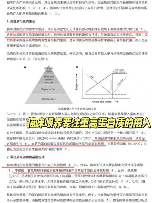 什么品牌的高蛋白猫粮好？2026年口碑品牌推荐
